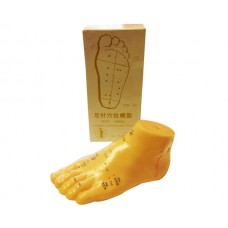 Acupuncture Foot Model (Zu Zhen Xie Wei Mo Xing) 